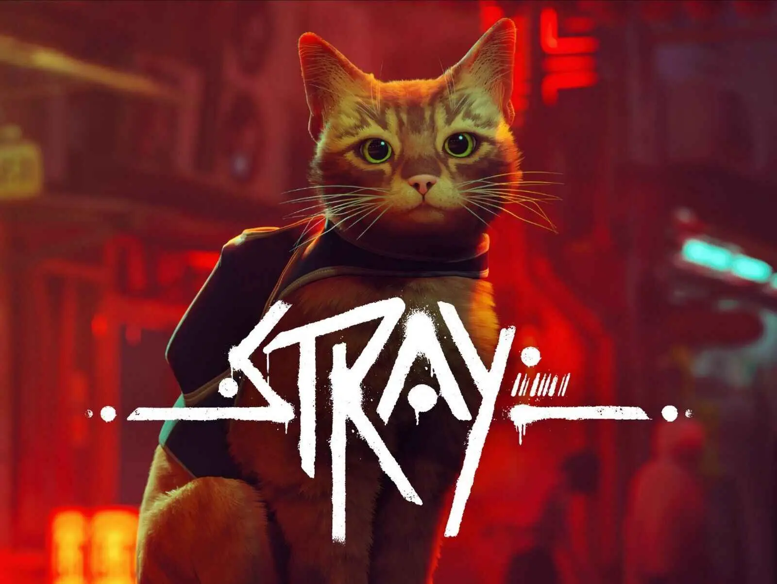 Купить Stray - изображение